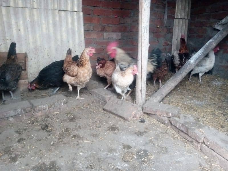 3 portion cage for hen or egg laying hen 15