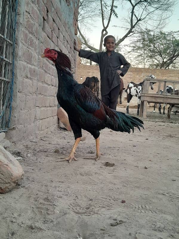 Aseel Mianwali murga for sale 1