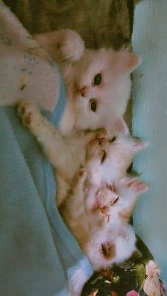 1 months cats available pair white and brown 0