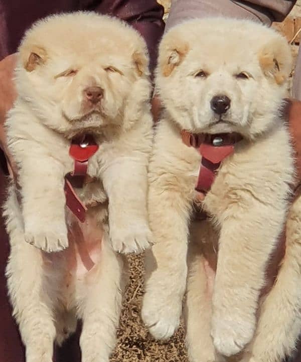 alabai security Dog 2 month pair for sale heavy bone 1