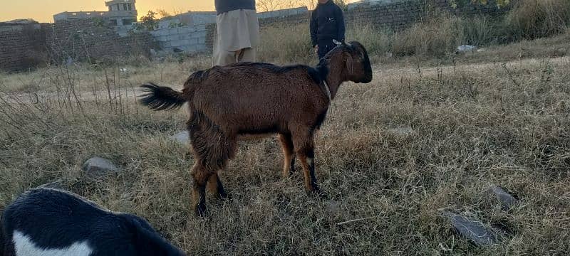 bakra 6