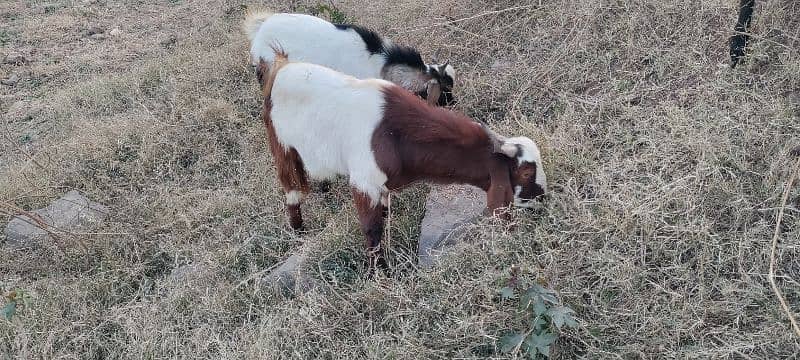 bakra 7