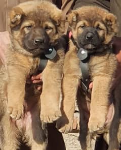 Kurdish Kangal security dog 2 month pair for sale heavy bone