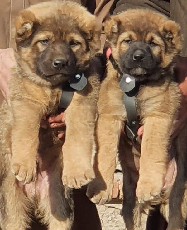 Kurdish Kangal security dog 2 month pair for sale heavy bone 0