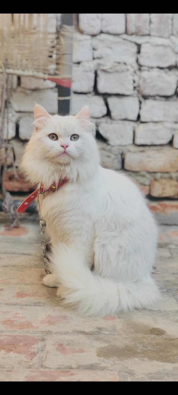 Nicely trained, white fluffy triple coated male cat for sale 0