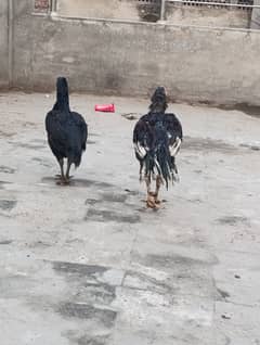 Lakha Mushka Mianwali Ganju Murga And Murgi Pair