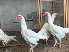 White Oh Shamo Chicks | Chicks | Shamo Black | Hope land | Aseel |