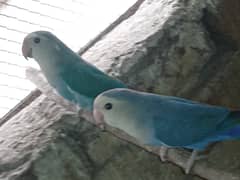 Love birds blue opline rossicoli female