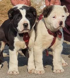 alabai security Dog 2 month pair for sale heavy bone