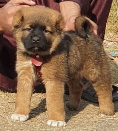 Kurdish Kangal security dog 2 month male for sale heavy bone