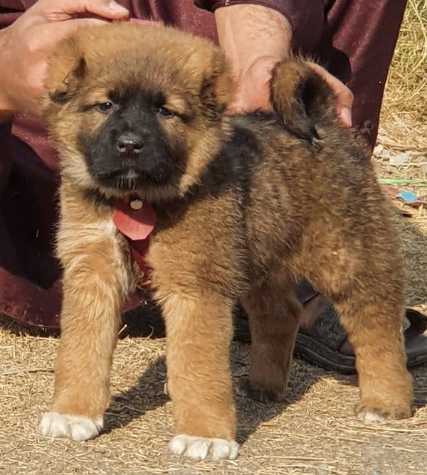 Kurdish Kangal security dog 2 month male for sale heavy bone 0