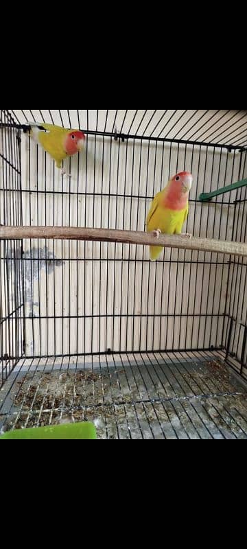 common Latino and creminoXalbino split breeder pair for sale 0