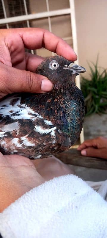 indian kabooter pure indan pigeon 1