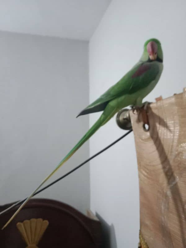 Raw parrot paie 0