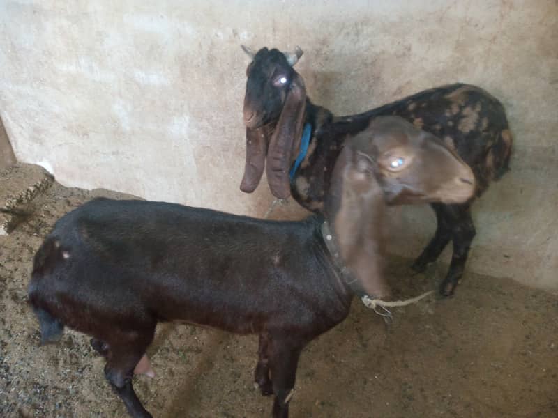 Assalamualaikum bakra or bakri sale krne hain 8