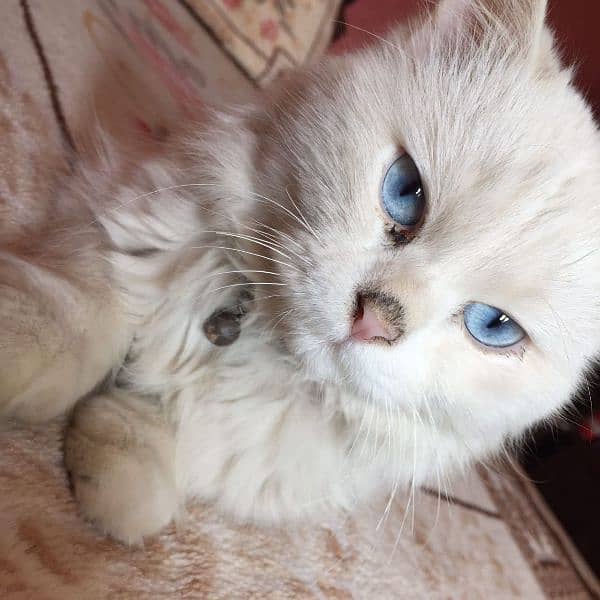 Persian male for sale 1