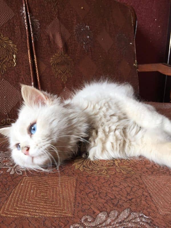 Persian male for sale 2