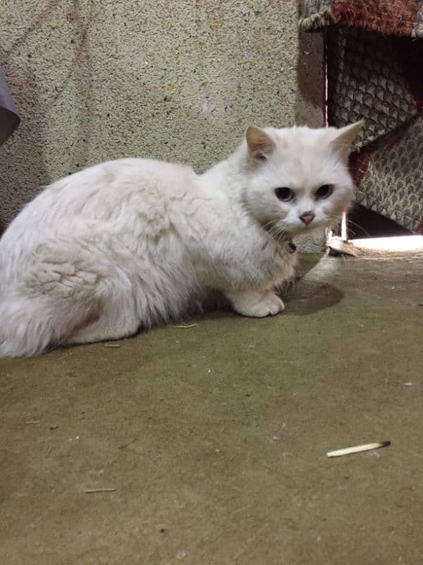 Persian male for sale 3