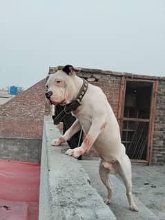 American Pitbull Quality Male