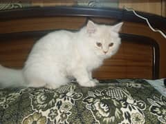 Persian female cat