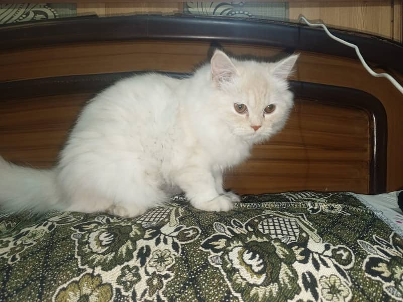 Persian female cat 0