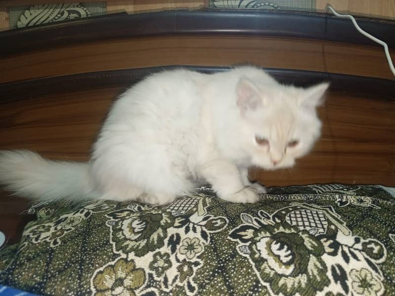 Persian female cat 1