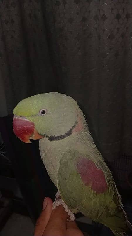 Raw Parrots for sale 0