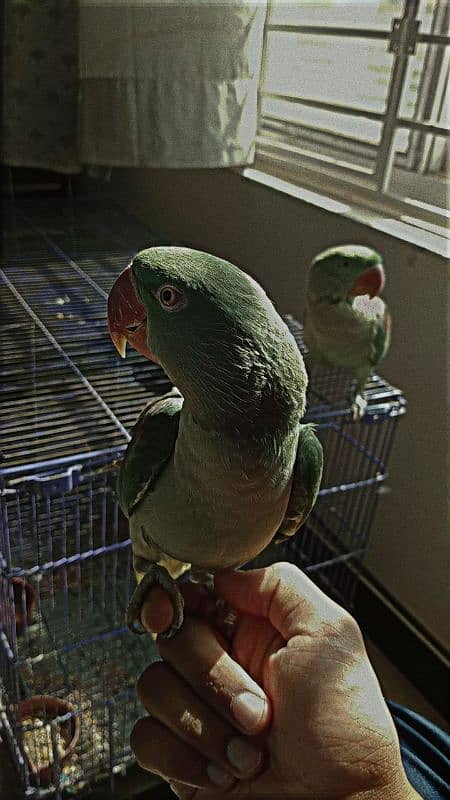 Raw Parrots for sale 1