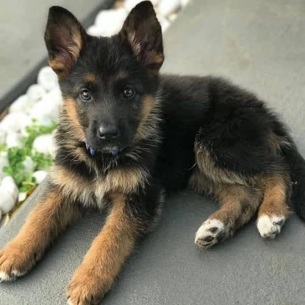 100% German Shepherd puppy for sale Call My WhatsApp 0341,7817,026 0