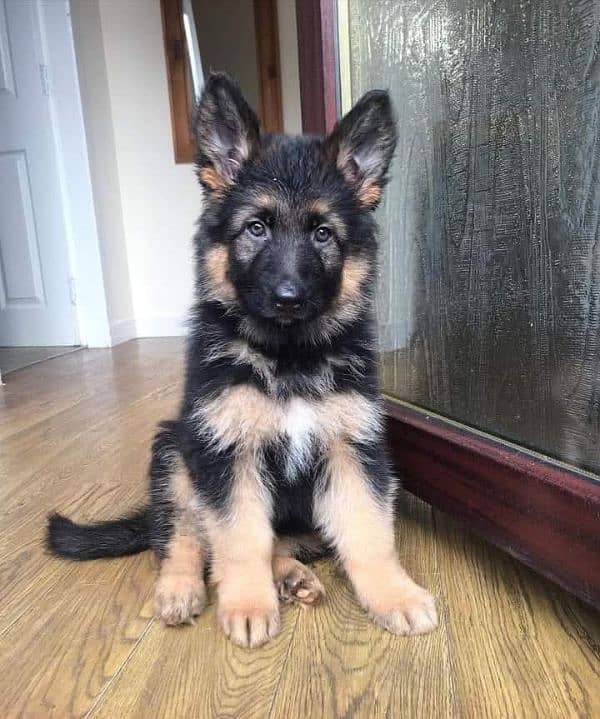 100% German Shepherd puppy for sale Call My WhatsApp 0341,7817,026 1