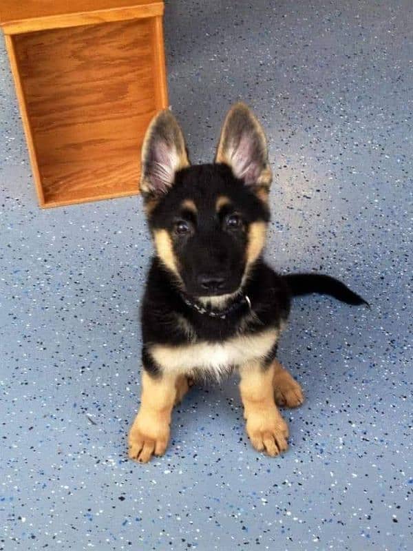 100% German Shepherd puppy for sale Call My WhatsApp 0341,7817,026 2