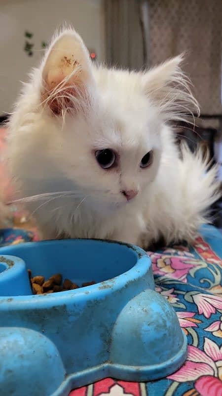 2 months old pure white persian kittens 0