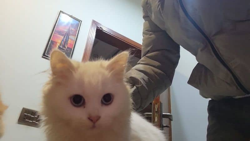 2 months old pure white persian kittens 9