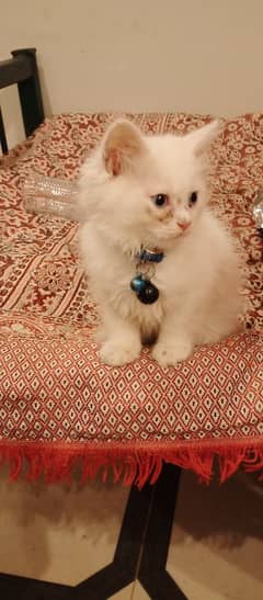 Persian cat