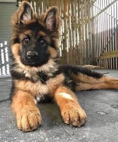 German Shepherd puppy for sale Call My WhatsApp 0341,7817026