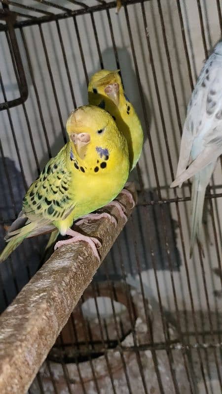 tuffted and crust budgies red eyes 0