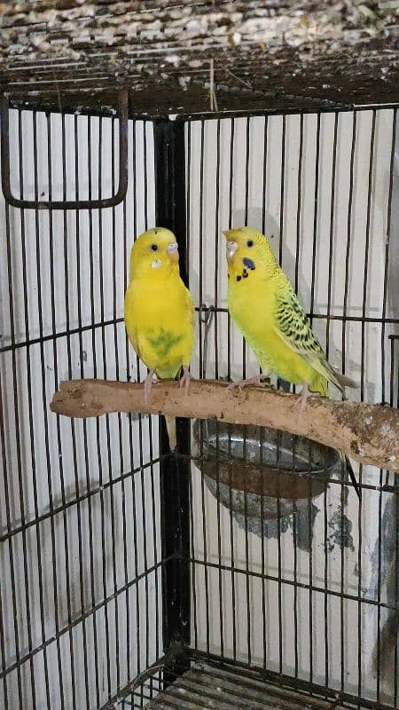 tuffted and crust budgies red eyes 1