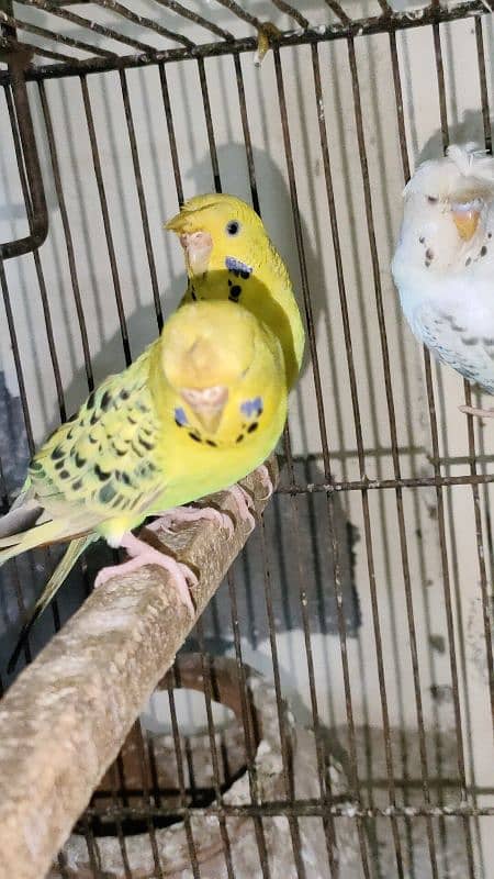 tuffted and crust budgies red eyes 2