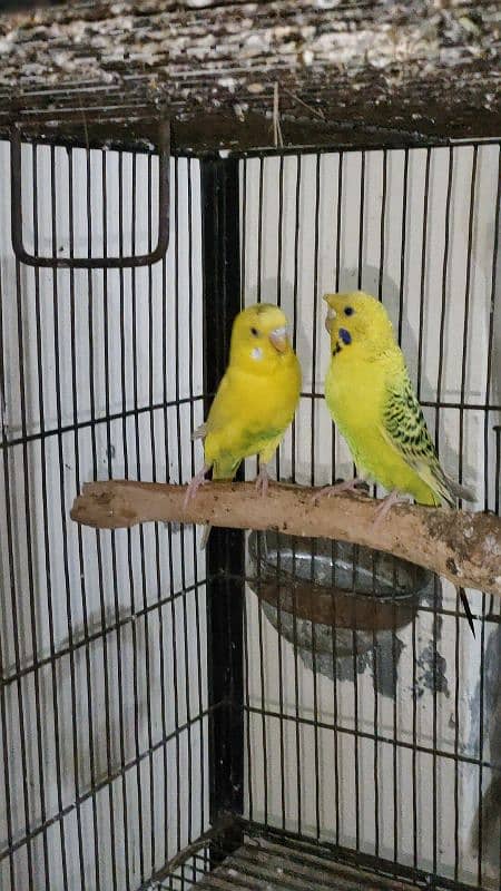 tuffted and crust budgies red eyes 4