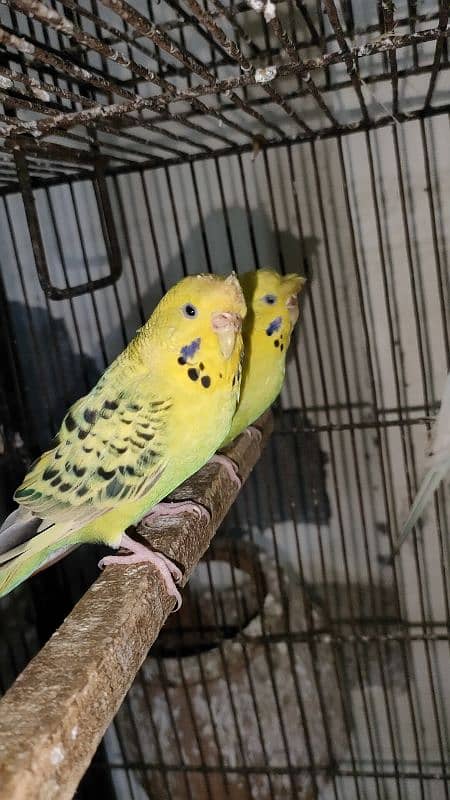 tuffted and crust budgies red eyes 7