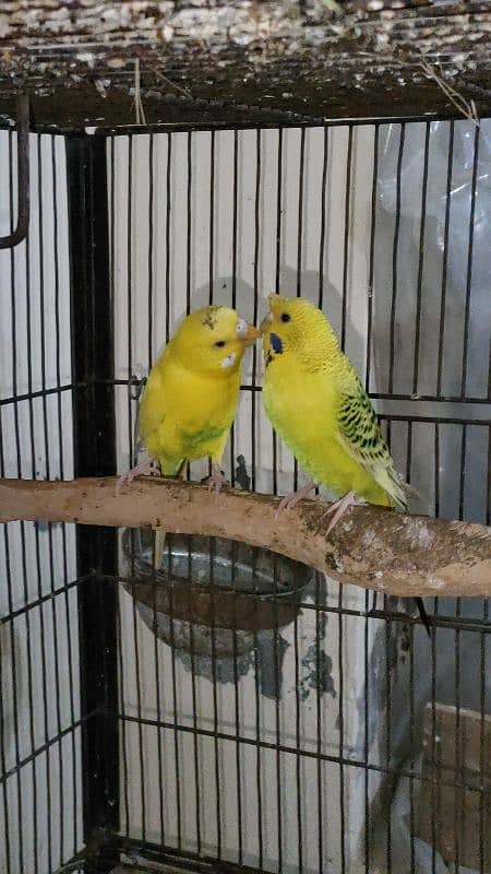 tuffted and crust budgies red eyes 8