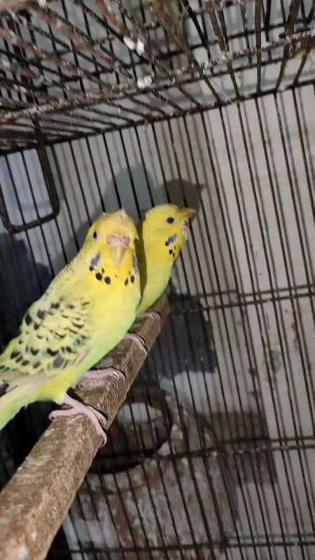 tuffted and crust budgies red eyes 9