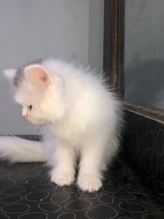 pure persian kitten looking for a new home