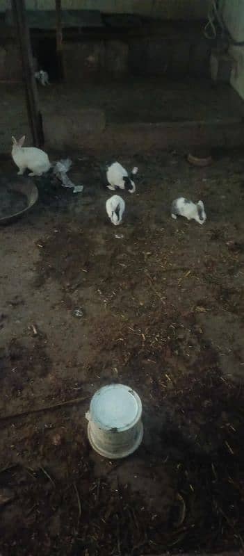 as Salam alekum rabbit available new shelters 0