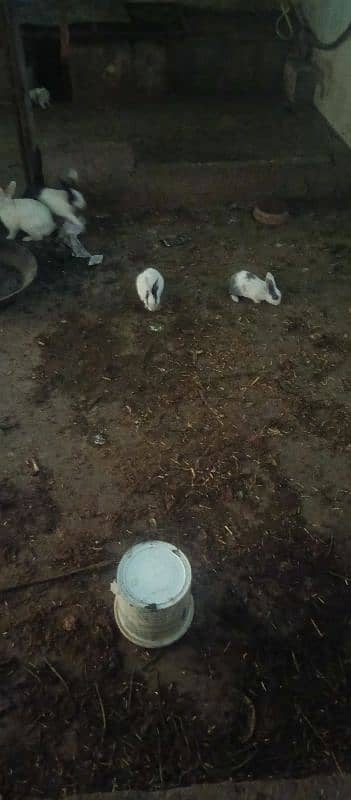 as Salam alekum rabbit available new shelters 3