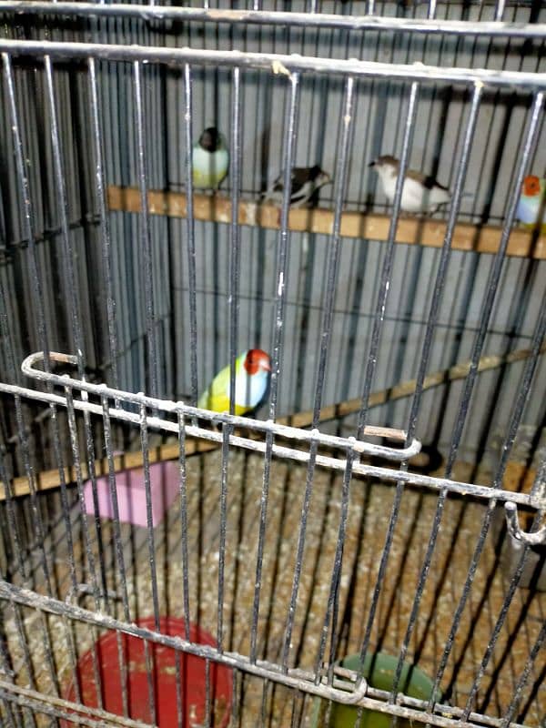 parrot and Finch 1