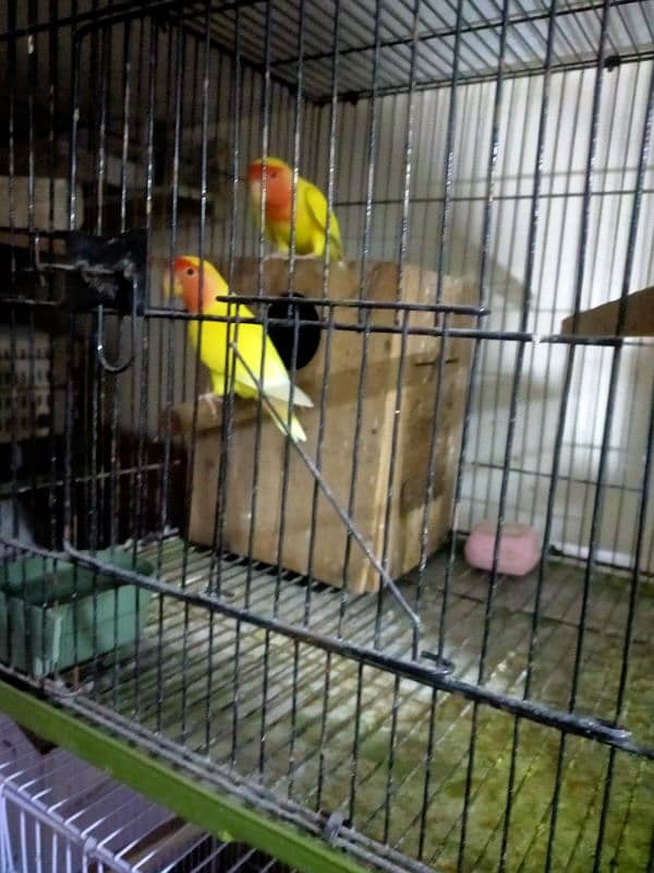 parrot and Finch 4