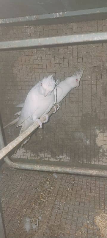 parrot and Finch 5