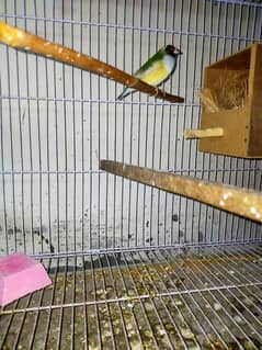 parrot and Finch