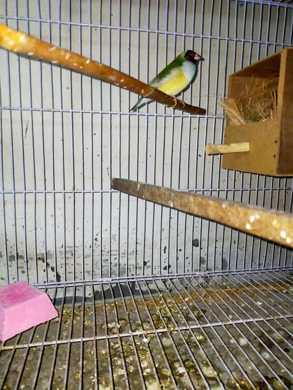 parrot and Finch 0